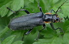 Cantharis paradoxa