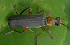 Cantharis pellucida