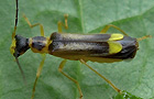 Malthinus cf. punctatus