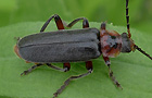 Cantharis rustica