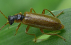 Rhagonycha testacea