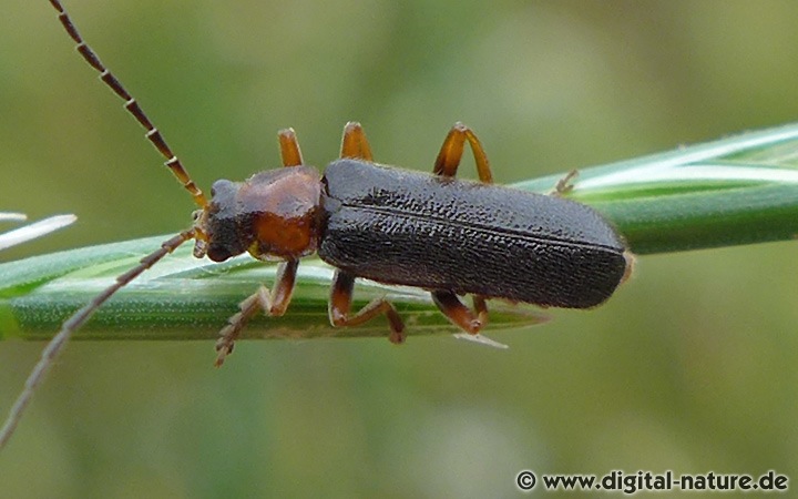 Weichkäfer Cantharis fulvicollis