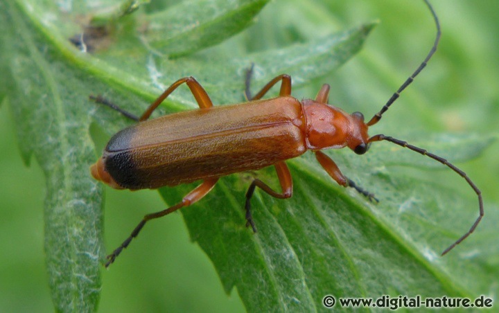 Rotgelber Weichkäfer Rhagonycha fulva