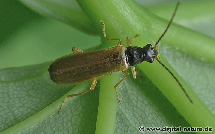 Bleicher Fliegenkäfer Rhagonycha lignosa