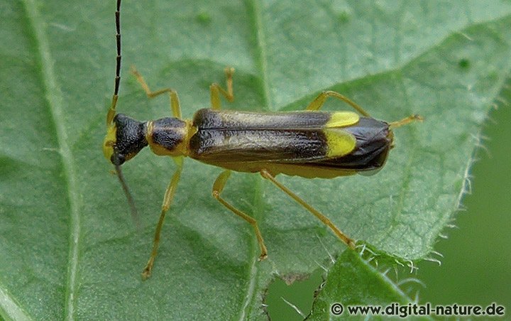 Malthinus punctatus lebt auf Lichtungen