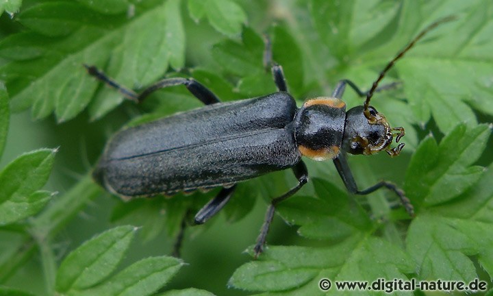 Weichkäfer Cantharis paradoxa