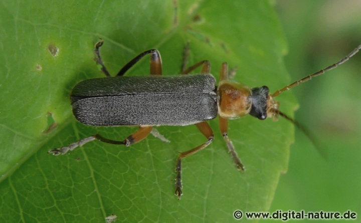 Rotschwarzer Weichkäfer Cantharis pellucida