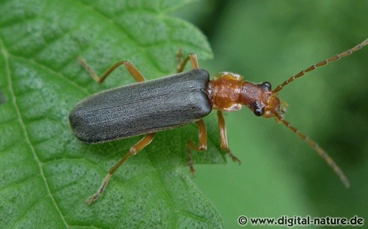 Weichkäfer Podabrus alpinus