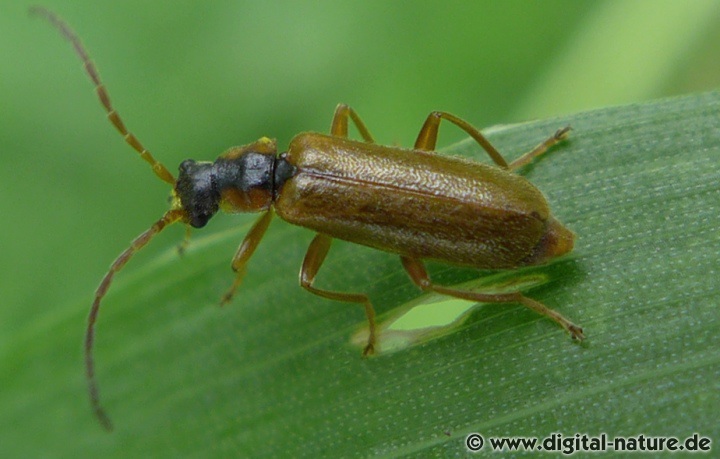 Weichkäfer Rhagonycha testacea