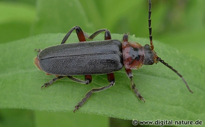 Soldatenkäfer Cantharis rustica