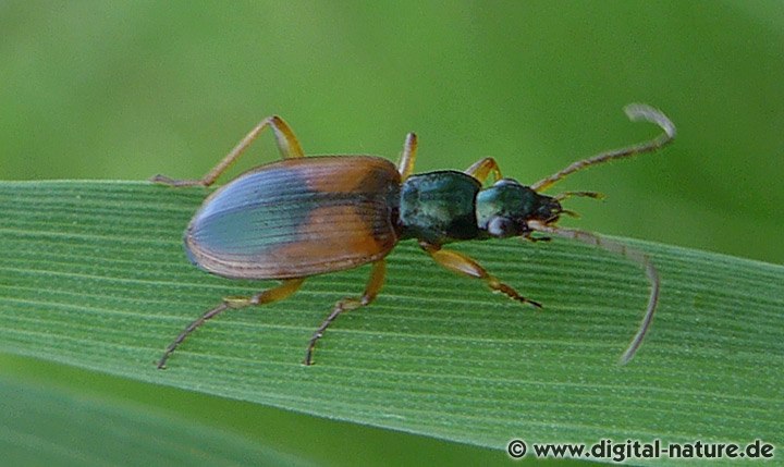 Anchomenus (Platynus) dorsalis