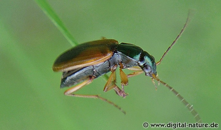 Buntfarbener Putzläufer