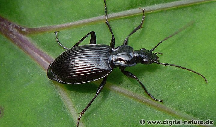Schwarzer Enghalskäfer Limodromus assimilis