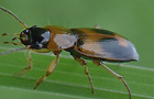 Badister spec.