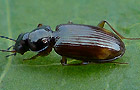 Bembidion biguttatum
