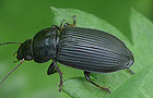 Anisodactylus binotatus