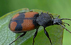 Panagaeus cruxmajor