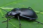 Carabus convexus