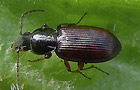 Pterostichus diligens