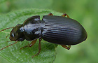 Harpalus laevipes