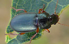 Ophonus laticollis
