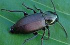 Poecilus lepidus