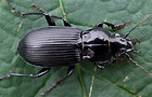 Pterostichus melanarius