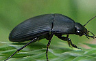 Oodes helopioides