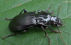 Paralleler Breitläufer