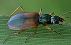 Buntfarbener Putzläufer