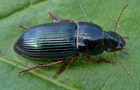 Rotbeiniger Schnellläufer