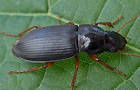 Pseudoophonus rufipes
