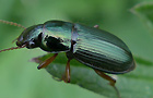Metallischer Schnellläufer