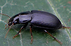 Harpalus signaticornis