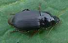 Harpalus tardus