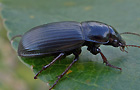 Getreidelaufkäfer