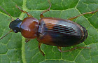 Stenolophus teutonus
