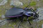 Violetter Laufkäfer