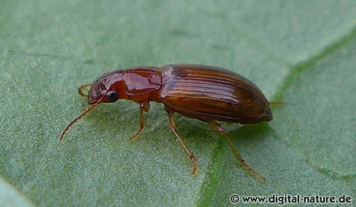 Gewöhnlicher Rundbauchläufer Bradycellus harpalinus