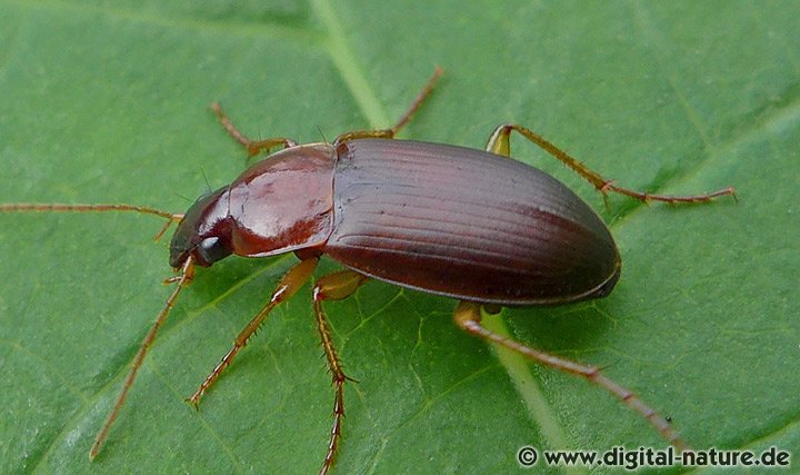 Sand-Kahnläufer Calathus cinctus
