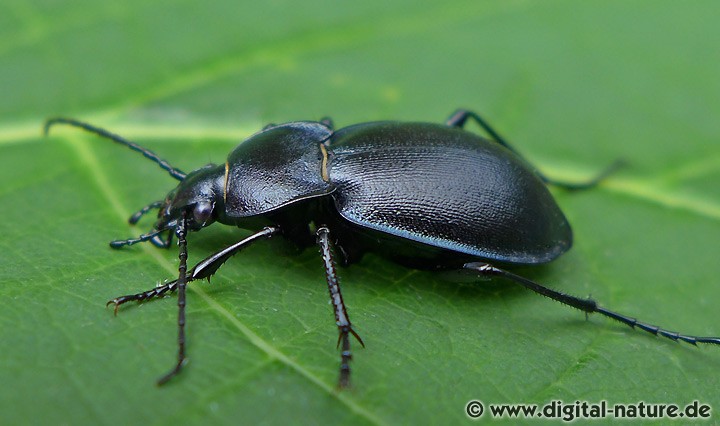 Kurzgewölbter Laufkäfer Carabus convexus