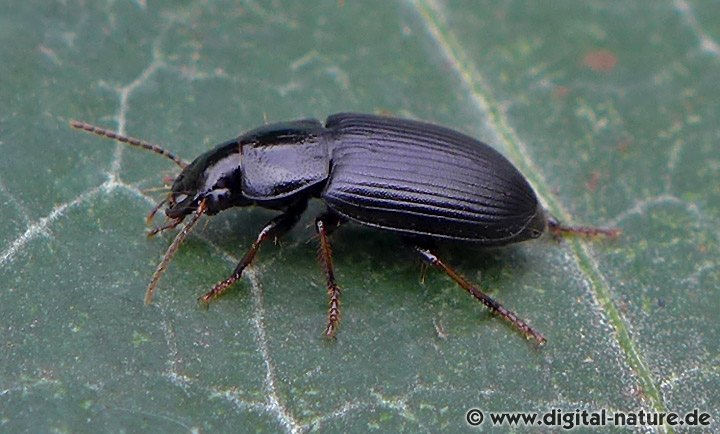 Laufkäfer Harpalus signaticornis