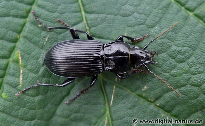 Gemeiner Grabkäfer Pterostichus melanarius