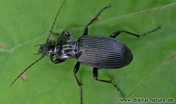 Gestreifter Schulterläufer Pterostichus niger