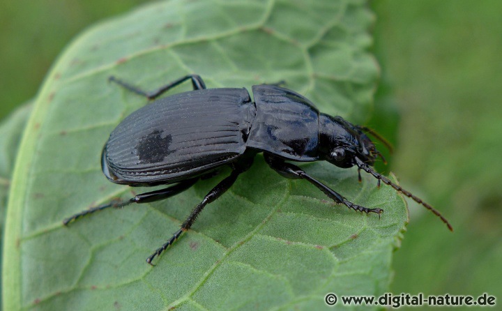 Abax parallelepipedus Lebensräume