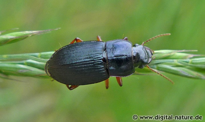 Rotbeiniger Schnellläufer Weibchen