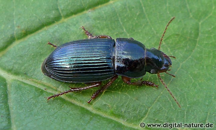 Harpalus rubripes Männchen