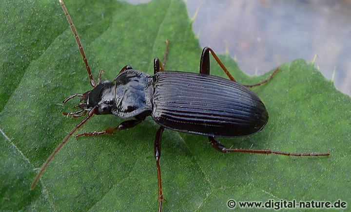 Feld-Dammläufer Nebria salina