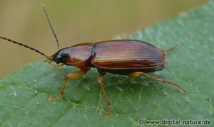 Laufkäfer Stenolophus skrimshiranus