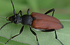 Blutroter Halsbock